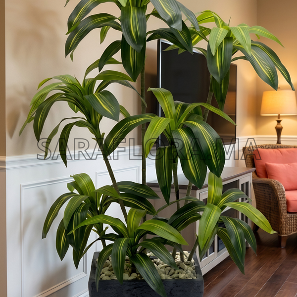 Dracaena Fragrans