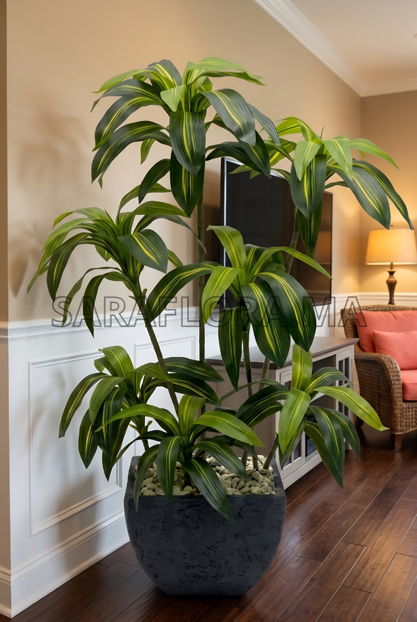 Dracaena Fragrans