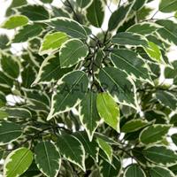 Ficus Benjamina Panaché
