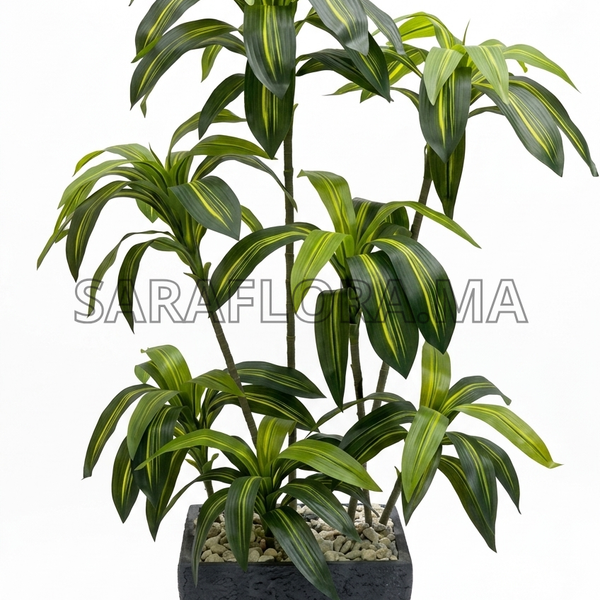 Dracaena Fragrans