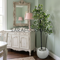 Ficus Benjamina Panaché