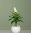 Plante Tropicale