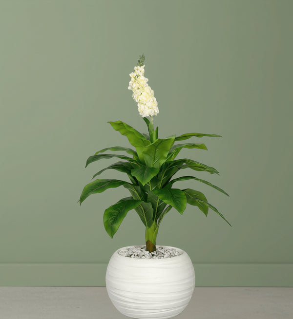 Plante Tropicale