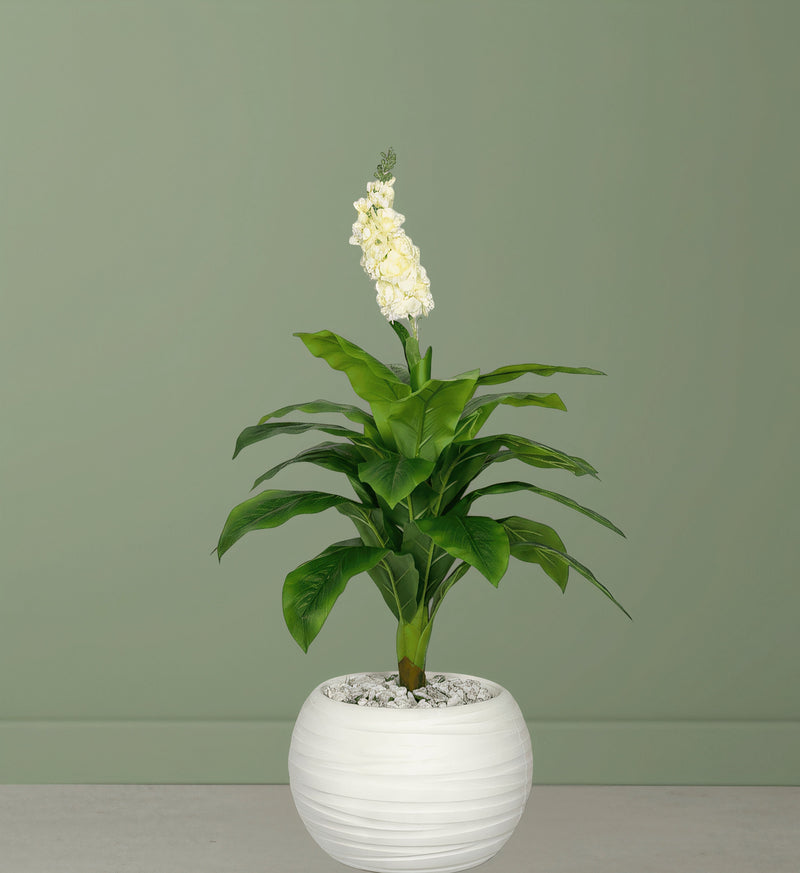 Plante Tropicale