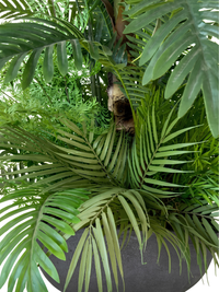 Gros plan sur les fougères denses, la tige naturelle et la base du pot gris anthracite de l'arrangement Verdure Majestueuse