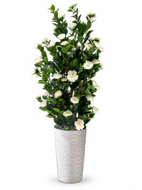 Camélia artificiel de 165 cm avec fleurs blanches et pot design strié sur fond blanc