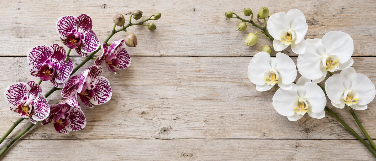 Tiges de fleur artificielle orchidée Phalaenopsis blanche et tachetée mauve posées sur fond bois clair en format panoramique 21:9 pour la collection SaraFlora au Maroc