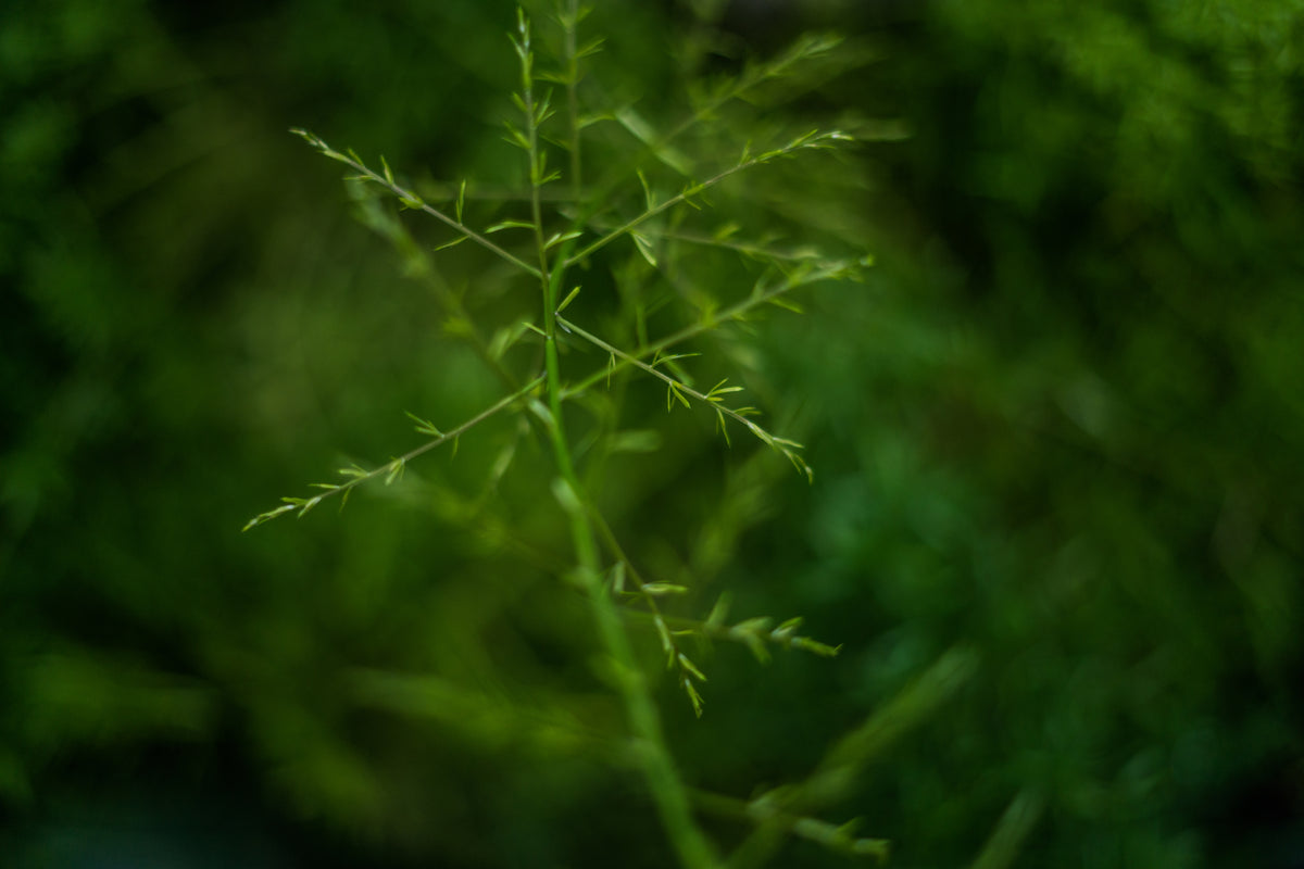 Prestige Botanique