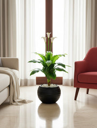 Arum de Calla