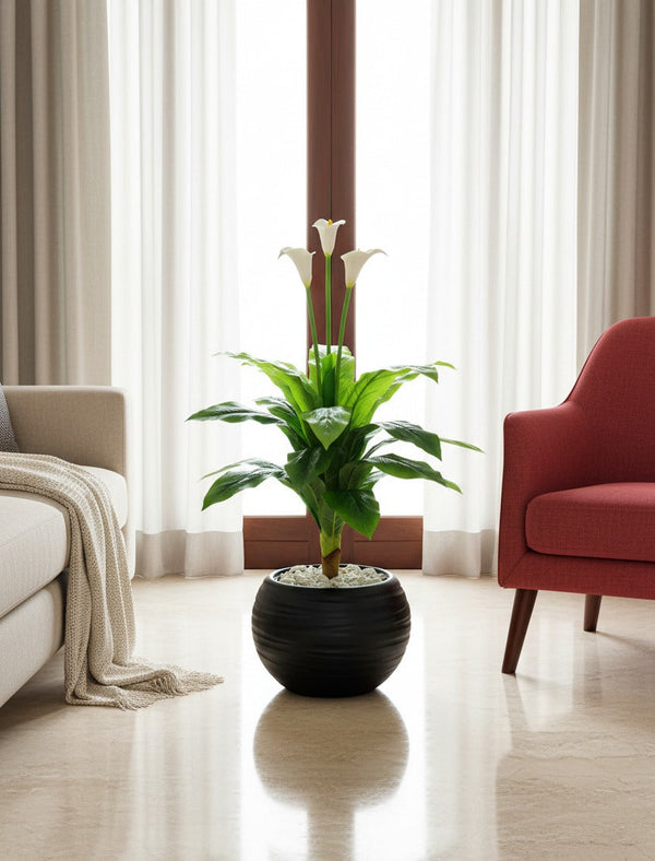 Arum de Calla