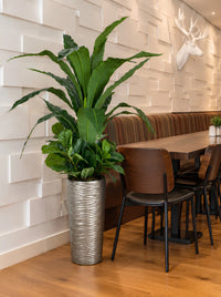 Ficus lyrata artificiel de 160cm installé dans un restaurant, mettant en valeur une plante artificielle unique avec pot en polypropylène gris.   