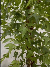 Gros plan sur le feuillage vert dense et réaliste d'un arbre artificiel Nandina