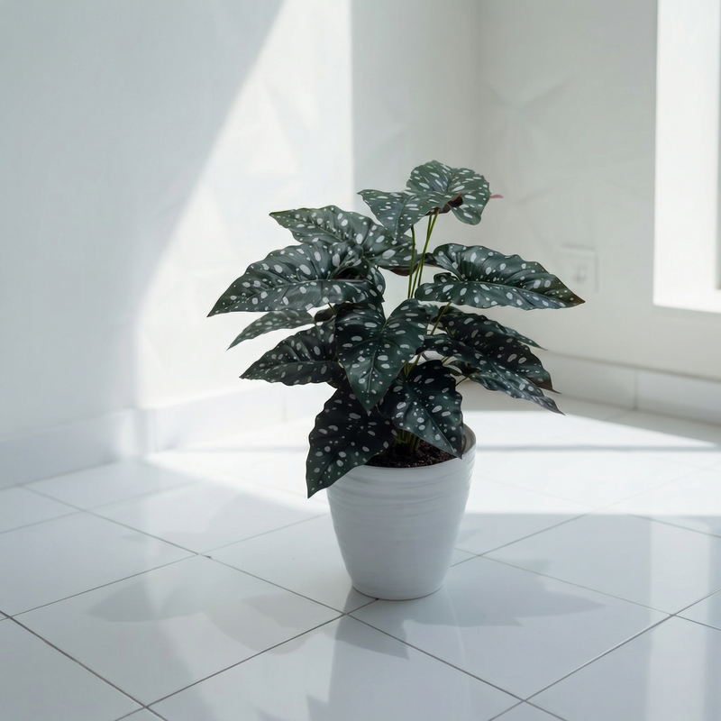 Begonia Maculata -Plant artific