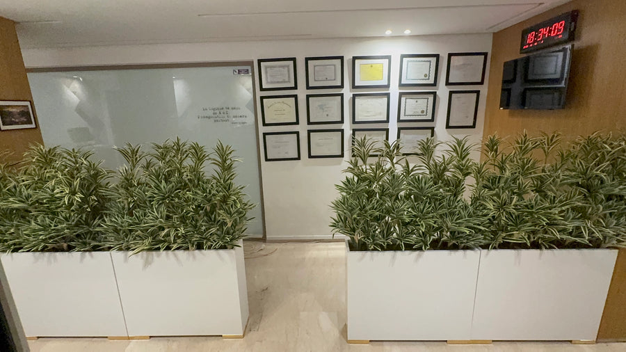 Jardinières blanches avec verdure artificielle dans la salle d’attente d’un cabinet médical à Marrakech