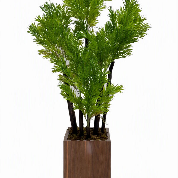 Podocarpus du Japon (145cm)