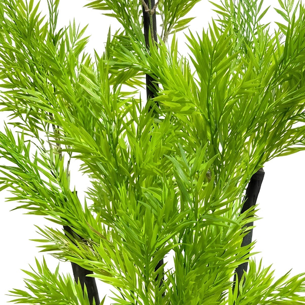 Podocarpus du Japon (145cm)