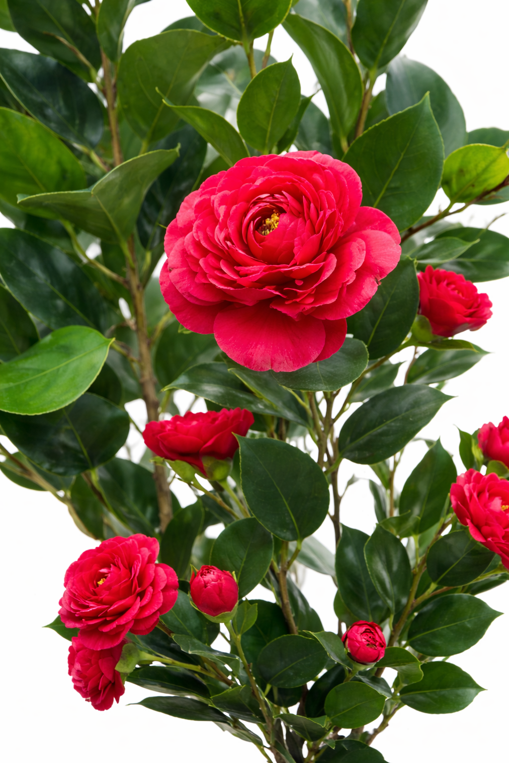 Image supplémentaire de pied de page 2