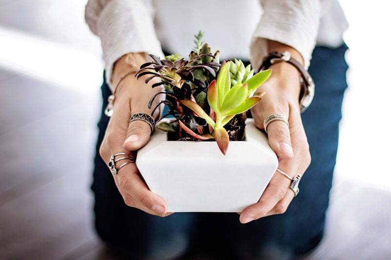 5 Astuces Essentielles pour Choisir la Meilleure Plante Artificielle