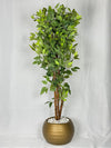 Ficus Majestueux