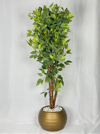 Ficus Majestueux