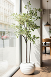 Ficus benjamina