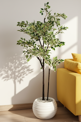 Ficus benjamina