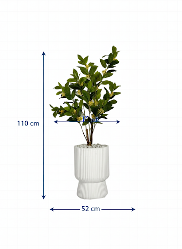 Citronnier nain