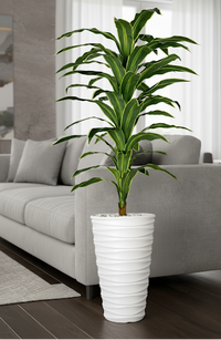 Dracaena