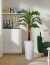 Plamier d'Areca
