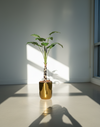 Plante Troopicale
