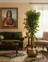 Ficus Majestueux