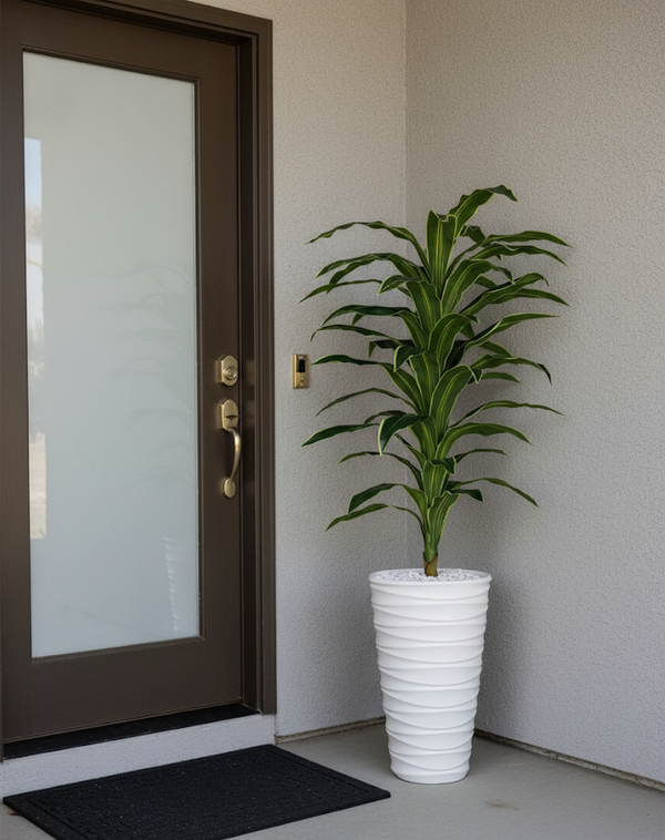 Dracaena
