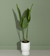Banana Plant