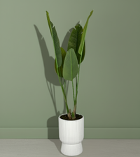 Banana Plant