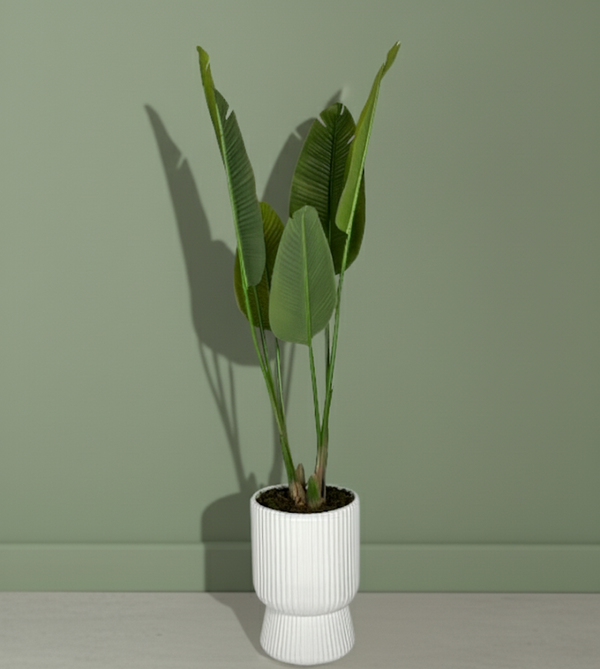 Banana Plant