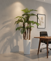 Palmier d'Areca