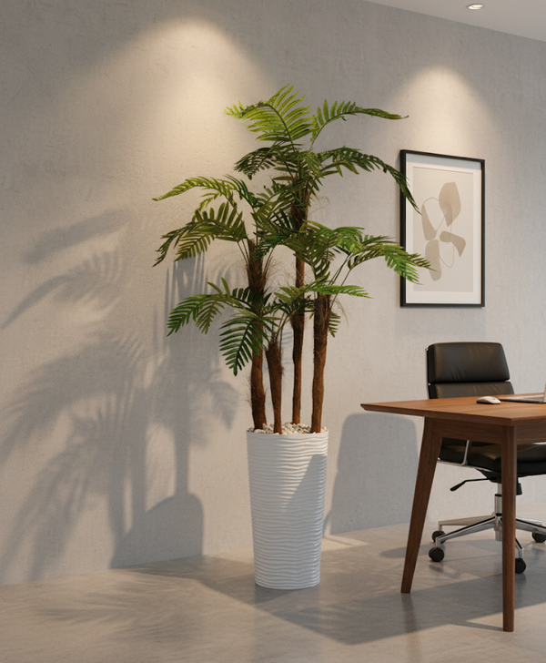 Palmier d'Areca