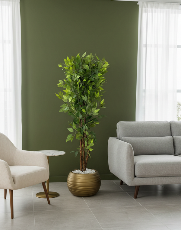 Ficus Majestueux