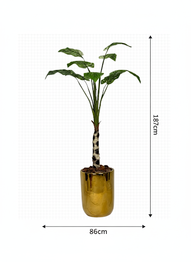 Plante Troopicale - image alternative