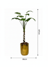 Plante Troopicale