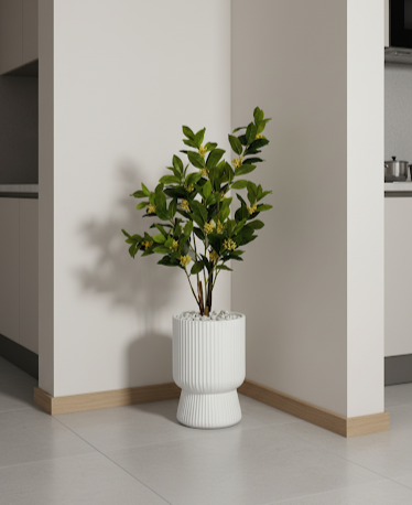 Citronnier nain