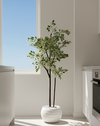Ficus benjamina