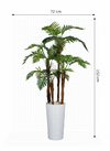 Palmier d'Areca