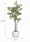 Ficus benjamina