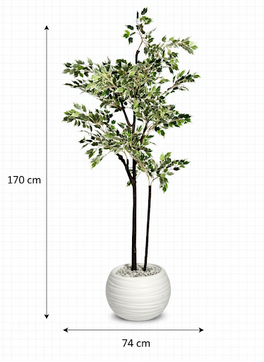 Ficus benjamina